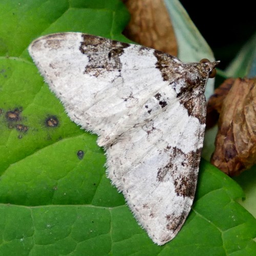 Xanthorhoe fluctuata [L.]su guida naturalistica di RikenMon