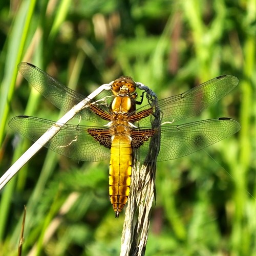 Libellula depressa [L.]Em Nature-Guide de RikenMon