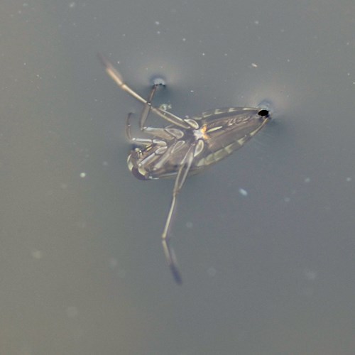 Notonecta glauca [L.]En la Guía-Naturaleza de RikenMon