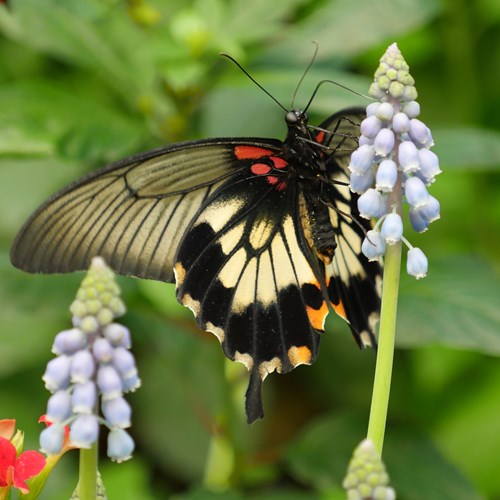 Papilio lowi [L.]Sur le Nature-Guide de RikenMon
