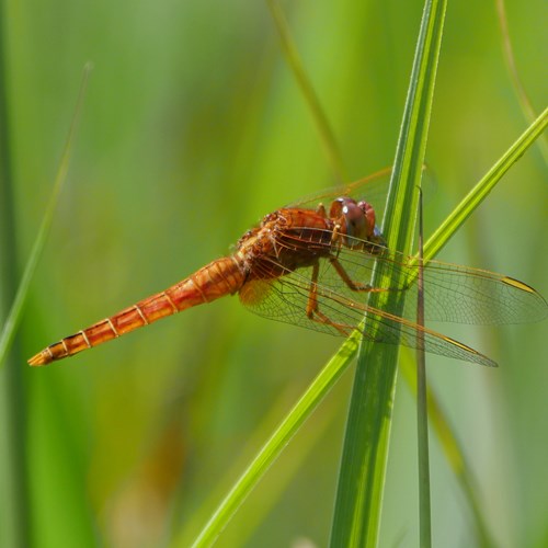 Scarlet dragonflyon RikenMon's Nature-Guide