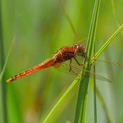 Crocothemis erythraea [L.]Em Nature-Guide de RikenMon