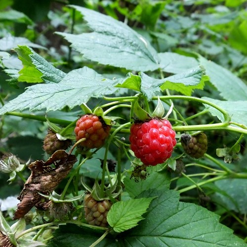 Lamponesu guida naturalistica di RikenMon