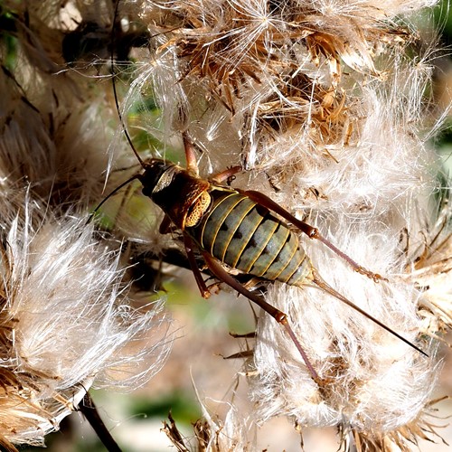 Zadelsprinkhaanop RikenMon's Natuurgids