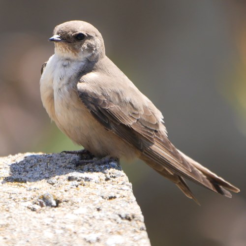 Rondine montanasu guida naturalistica di RikenMon