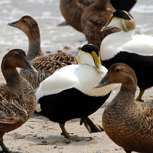 Eider à duvetSur le Nature-Guide de RikenMon