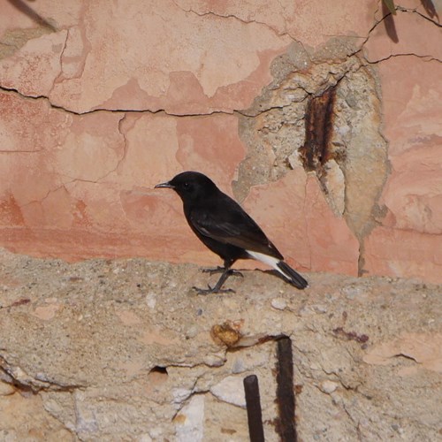 Black wheatearon RikenMon's Nature-Guide