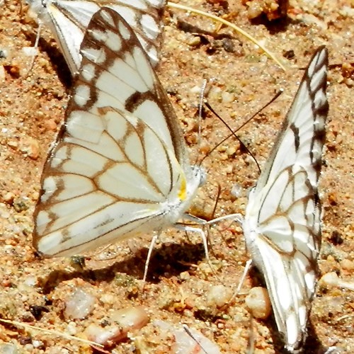 Belenois aurota [L.]在RikenMon的自然指南