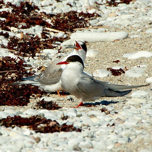 KüstenseeschwalbeAuf RikenMons Nature-Guide