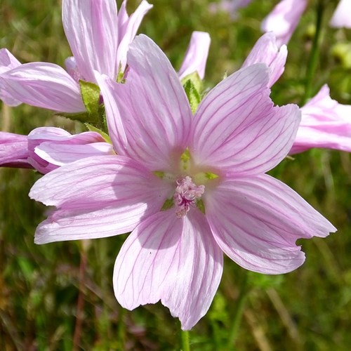 Malva alcea [L.]En la Guía-Naturaleza de RikenMon