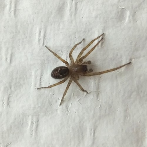 Tegenaria domestica [L.]Em Nature-Guide de RikenMon