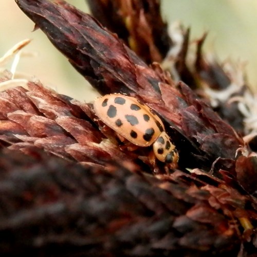 Negentienpuntlieveheersbeestjeop RikenMon's Natuurgids