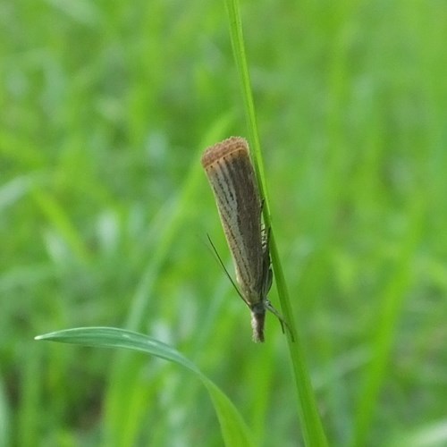 Crambus des jardinsSur le Nature-Guide de RikenMon