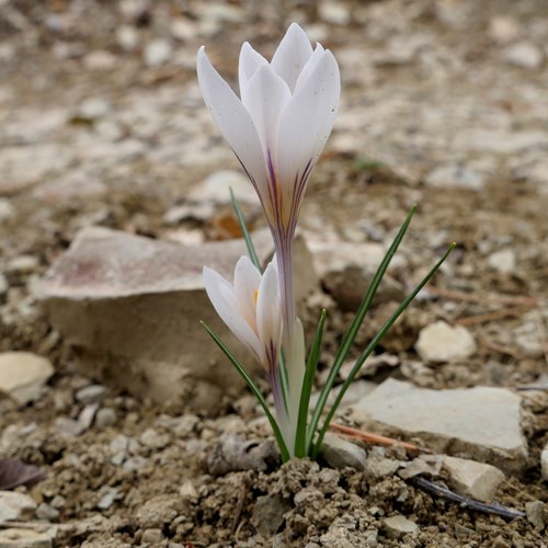 Spring crocuson RikenMon's Nature-Guide