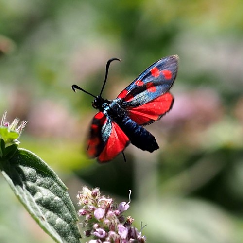 Zygaena transalpina [L.]on RikenMon's Nature-Guide