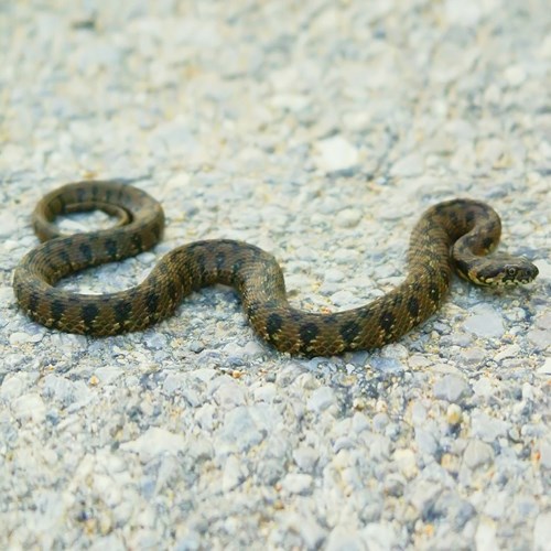 Culebra viperinaEn la Guía-Naturaleza de RikenMon