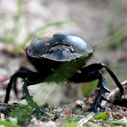 Escarabajo sagradoEn la Guía-Naturaleza de RikenMon