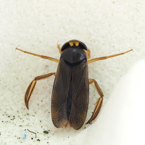 Corixa punctata [L.]En la Guía-Naturaleza de RikenMon