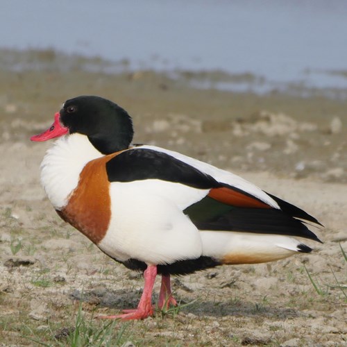 Volpocasu guida naturalistica di RikenMon