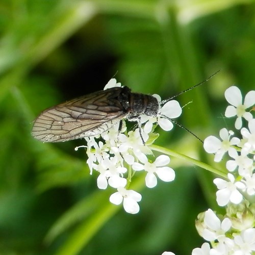 Wasserflorfliege Auf RikenMons Nature-Guide