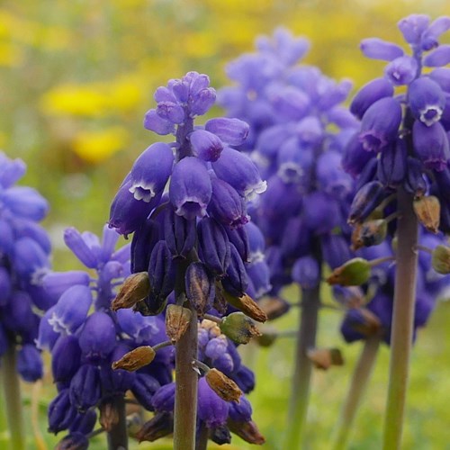 Muscari botryoides [L.]на Nature-Guide RikenMon в