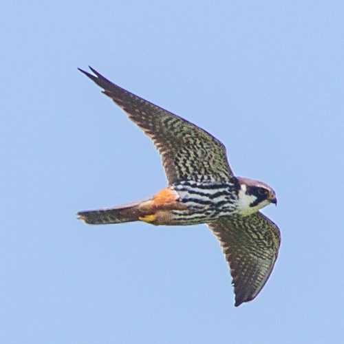 Falco subbuteosu guida naturalistica di RikenMon
