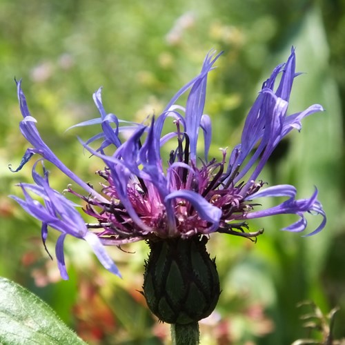 Centaurea montana [L.]Em Nature-Guide de RikenMon