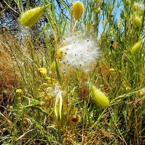 Gomphocarpus fruticosus [L.]在RikenMon的自然指南