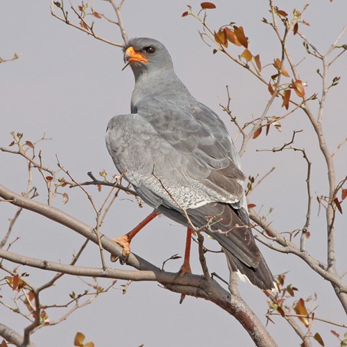 Zanghavikop RikenMon's Natuurgids