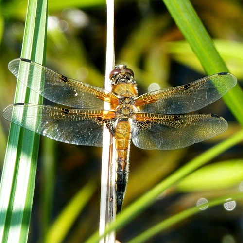 Libélula de cuatro puntosEn la Guía-Naturaleza de RikenMon