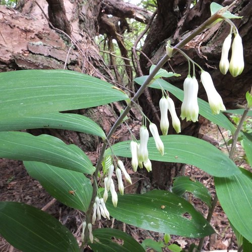 Polygonatum multiflorum [L.]su guida naturalistica di RikenMon