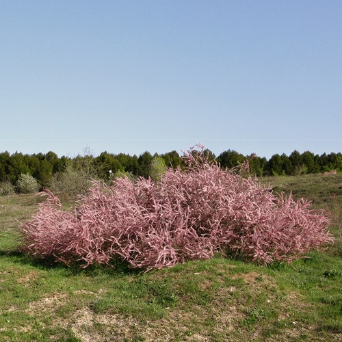 TarayEn la Guía-Naturaleza de RikenMon