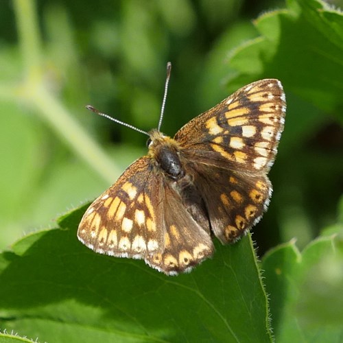 Hamearis lucina [L.]su guida naturalistica di RikenMon