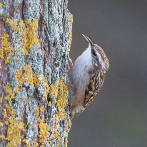 Agateador EuropeoEn la Guía-Naturaleza de RikenMon