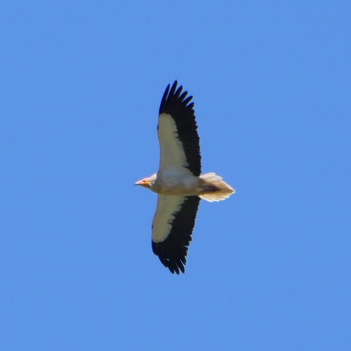 Capovaccaiosu guida naturalistica di RikenMon