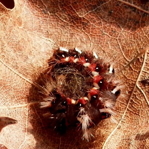 Acronicta rumicis [L.]su guida naturalistica di RikenMon