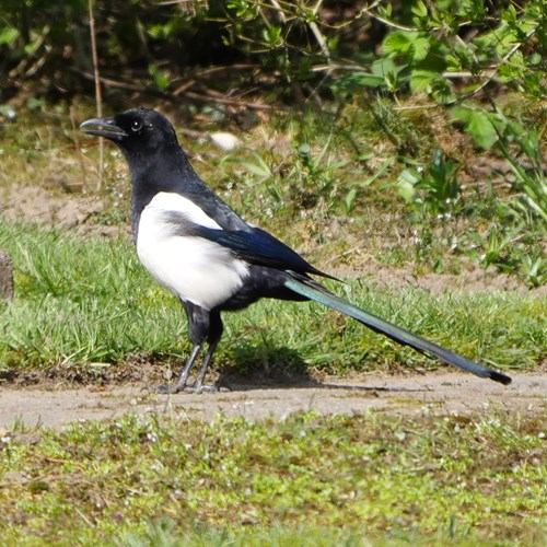 Gazza ladrasu guida naturalistica di RikenMon