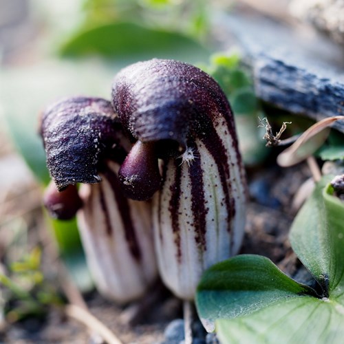 Arisarum simorrhinum [L.]op RikenMon's Natuurgids