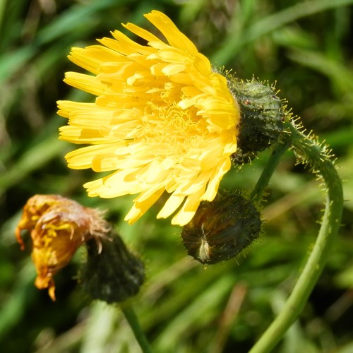 Sonchus arvensis [L.]En la Guía-Naturaleza de RikenMon