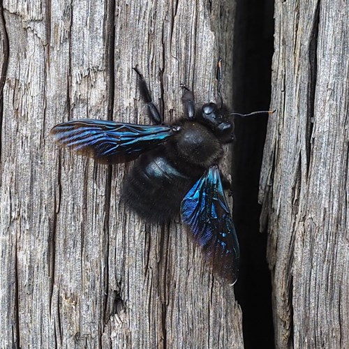 Alpe legnaiolasu guida naturalistica di RikenMon