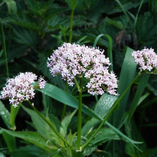 Valeriana comunsu guida naturalistica di RikenMon