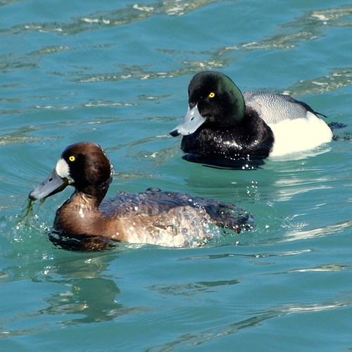 Greater scaupon RikenMon's Nature-Guide