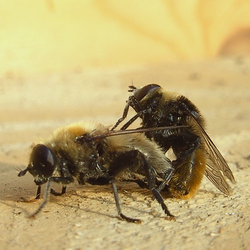 Große NarzissenfliegeAuf RikenMons Nature-Guide