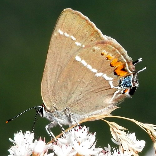 Satyrium spini [L.]En la Guía-Naturaleza de RikenMon