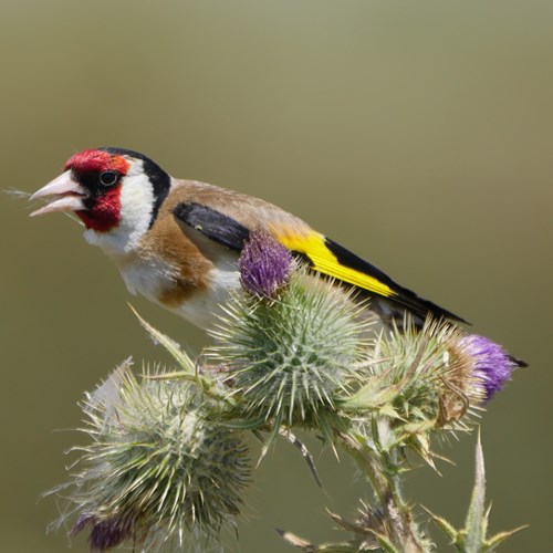 Jilguero EuropeoEn la Guía-Naturaleza de RikenMon