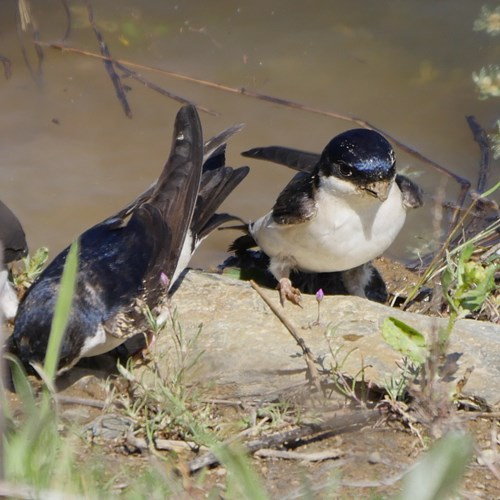 Huiszwaluwop RikenMon's Natuurgids