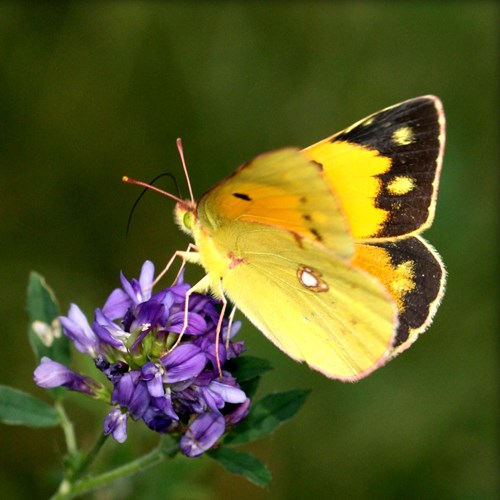 Oranje luzernevlinderop RikenMon's Natuurgids