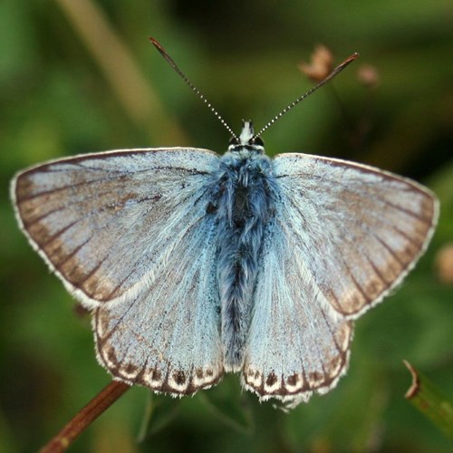 Polyommatus coridon [L.]在RikenMon的自然指南