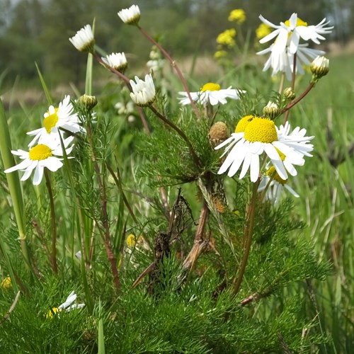 Camomille sauvageSur le Nature-Guide de RikenMon