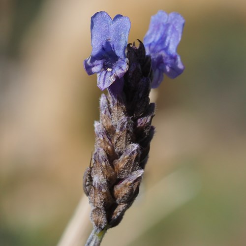 Lavanda egizianasu guida naturalistica di RikenMon